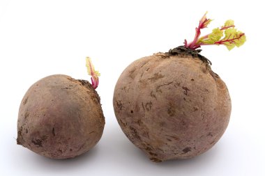 İki şeker pancarı