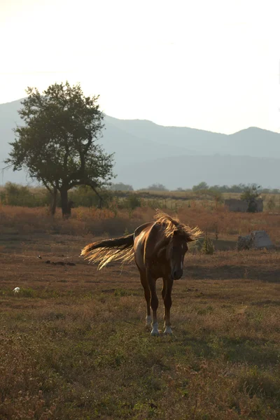 Коричневый конь на живописном пастбище — стоковое фото