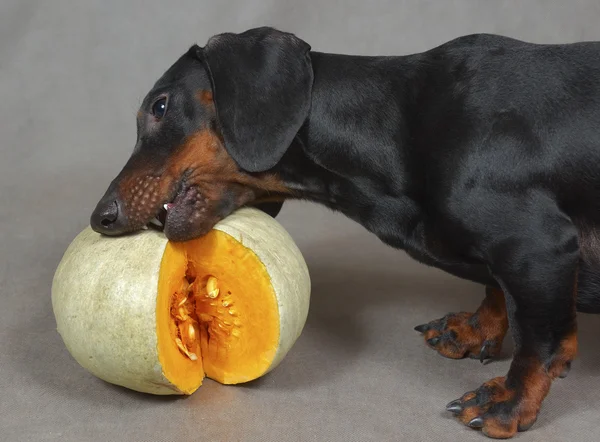 Dachshund kabak kök kemiren