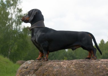 Dachshund büyük kaya taş