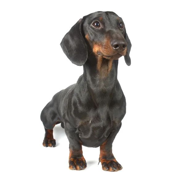 Young black and tan dachshund — Stock Photo, Image