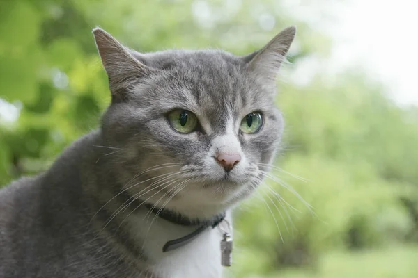 Gri kedi portresi