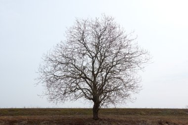 Erken bahar gökyüzü karşı eski siyah ağaç