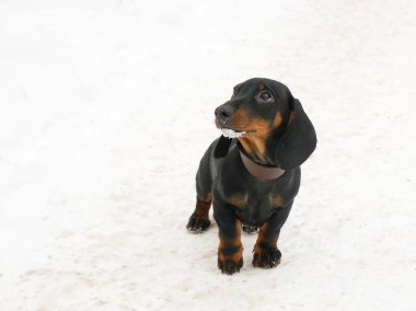Dachshund Köpek yavrusu, 3 aylık