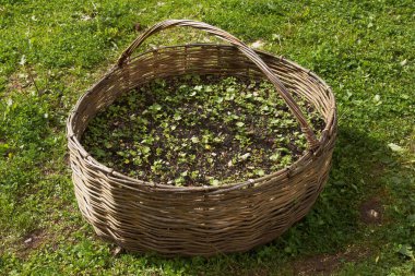 Hasır sepet içine flowerbed