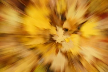 Arka plan olarak sonbahar yaprakları