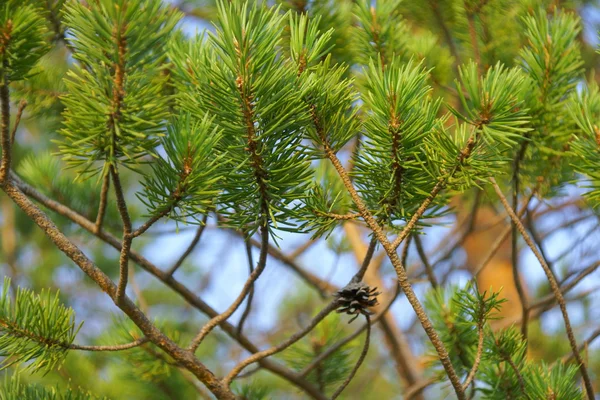 Pine branches — Stock Photo, Image