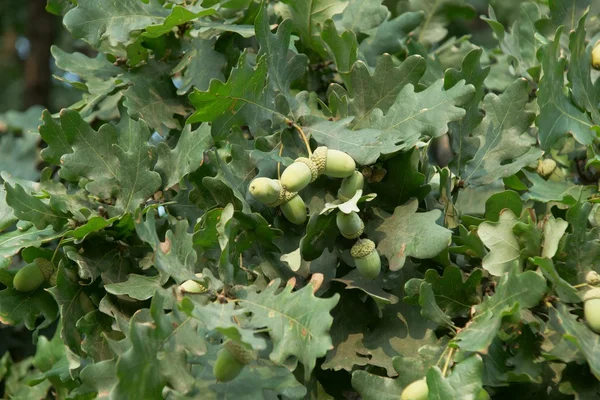 Bellotas y hojas verdes frescas — Foto de Stock