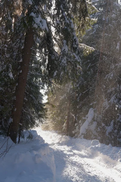 Winterboslandschap — Stockfoto