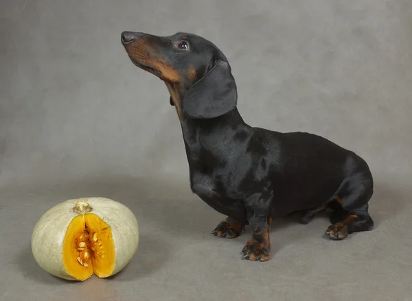 Dachshund and cut pumpkin — Stock Photo, Image