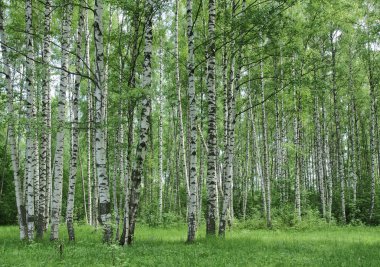 Baharda huş ağacı koruluğu