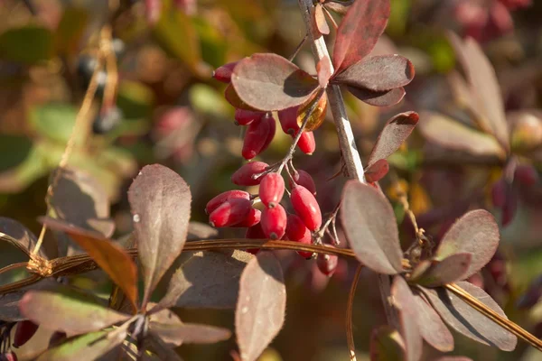 Owoce berberysu na gałąź jesień — Zdjęcie stockowe
