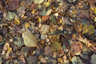 Closeup grup sonbahar yaprakları