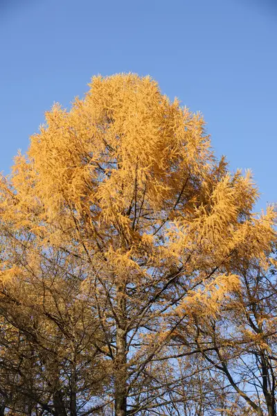 Larch Tree No Outono — Fotografia de Stock