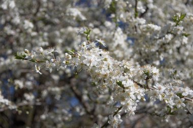 kiraz çiçekleri erken Bahar