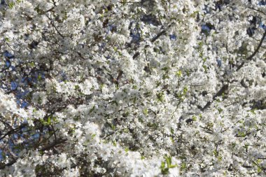 kiraz çiçekleri erken Bahar