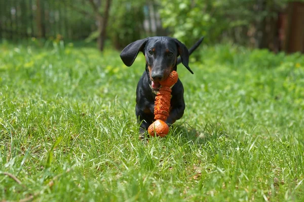 Dachshund Köpek yavrusu oynayan turuncu oyuncak