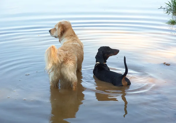 Altın geri almak ve gölde dachshund