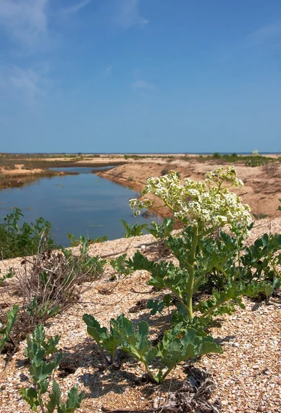 Crambe maritima (deniz-kale veya crambe bitki ile tükürmek deniz kabukları üzerinde göster)