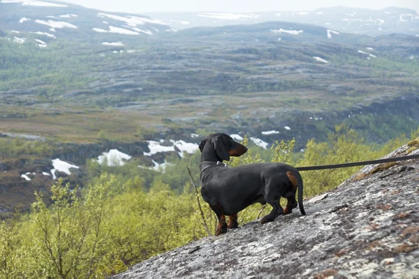 Dachshund dağlarda
