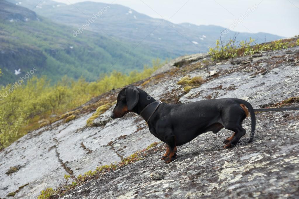 dachshund hiking