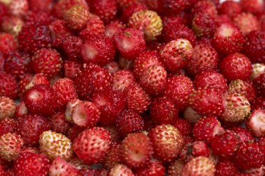 Yaz aylarında Yaban çilekleri