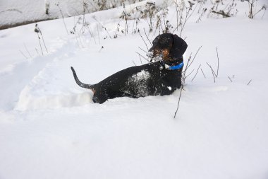 Siyah ve tabaklamak dachshund karda