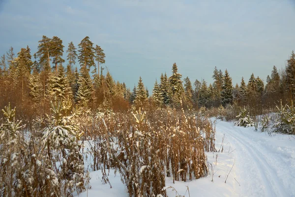 Pistes van winter forest — Stockfoto