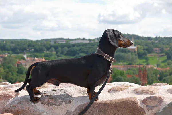 Dachshund standing on rock wall on the Castle Hill in Vilnius, Lithuania — Stock Photo, Image