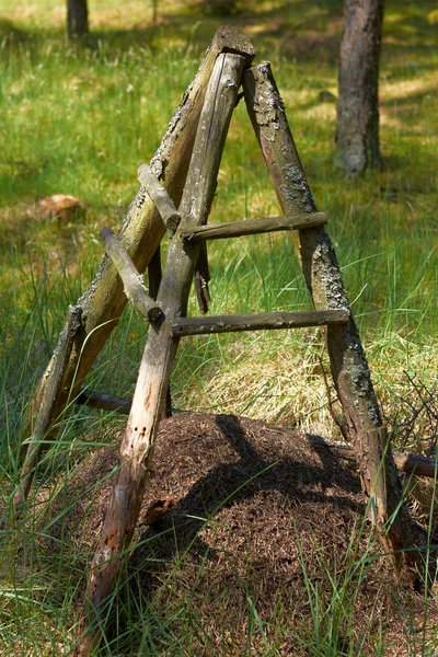 Großer Ameisenhügel im Wald mit Holzschild — Stockfoto
