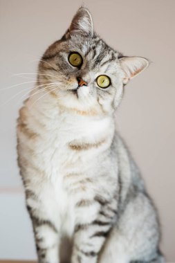 Beyaz arka planda oturan tekir kedinin portresi