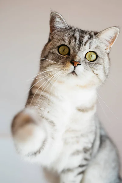 Portrait Tabby Cat Home Sitting White Background — Stock Photo, Image