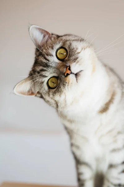 Retrato Gato Tabby Casa Sentado Sobre Fondo Blanco — Foto de Stock