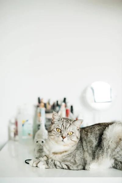 家の白い机の上に座っているタビー猫の肖像画 — ストック写真