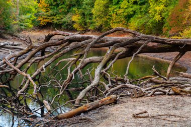 Mannheim, Almanya. 4 Ekim 2009. Ren nehrinin yakınındaki Waldpark 'ta sonbahar manzarasında düşmüş bir ağaç gövdesi.. 