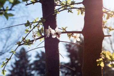 İlkbaharın başlarında çiçek açmış, arı özlü elma dallarının makro çekimi..