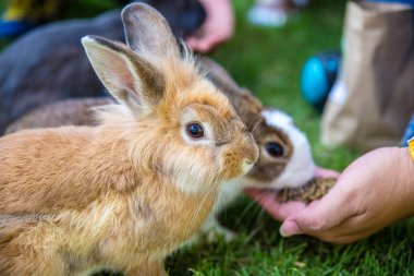 Pamuk kuyruklu tavşan bahçede ot yiyor.
