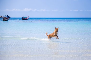 plajda oynayan köpek