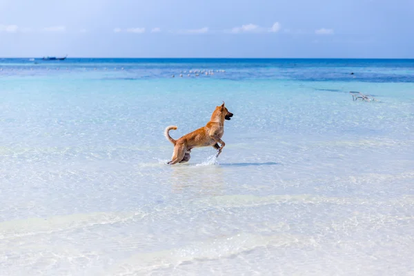 Hond spelen op het strand Rechtenvrije Stockfoto's