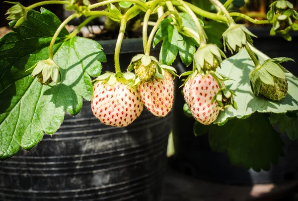 Foco seletivo de plantas jovens de morangos em vaso — Fotografia de Stock