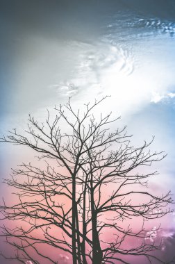 Mavi gökyüzü arka plan üzerinde siluet ağaçlarda