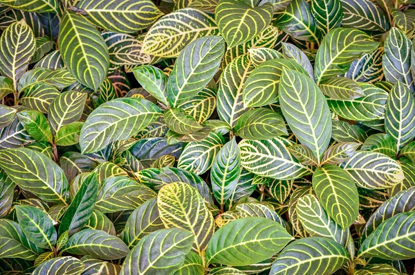 Color tropical foliage Texture and background — Stock Photo, Image