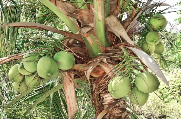 Zoete kokosnoot boom — Stockfoto