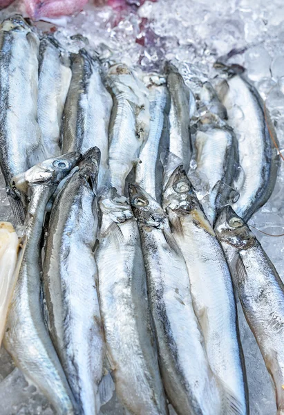 Verse ansjovis op ijs op de stand van de schaal-en schelpdieren — Stockfoto