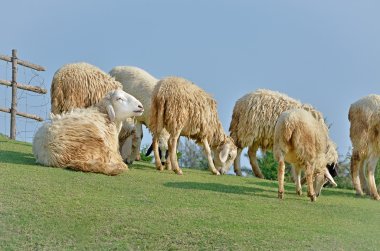 koyun bir yeşil alan, Tayland
