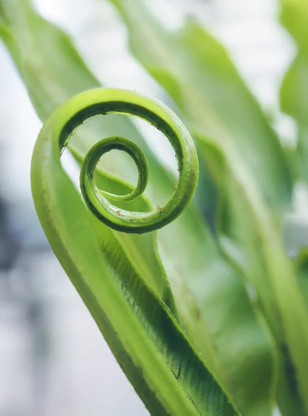 Young bird's nest fern leave — Stock Photo, Image