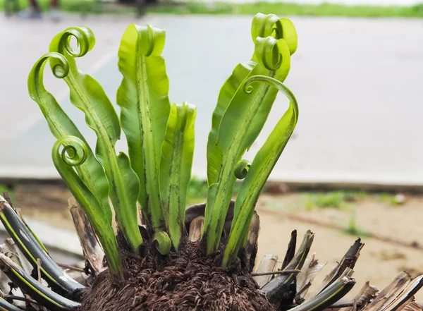 Van de jonge vogel nesten fern verlof — Stockfoto