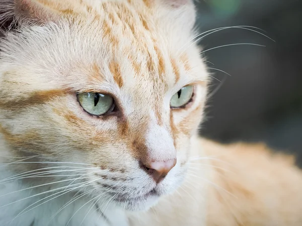 Porträtt av katt — Stockfoto