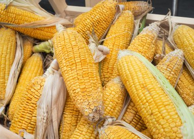 Taze organik mısır koçanı üzerinde