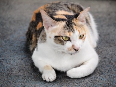 Bir kedi ile beyaz ve tekir kürk portresi